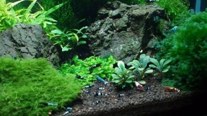 Содержание мхов в растительном аквариуме