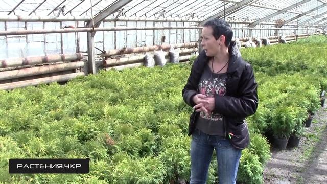 Туя голден глобоза / Туя посадка и уход смотреть онлайн