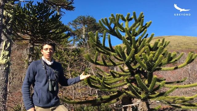 Experiences TV | Hiking the Villarrica National Park | Chile смотреть онлайн