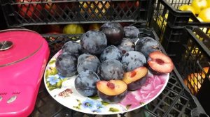 Алыча Анжелино(Анжелина) Angeleno поздний сорт дегустация