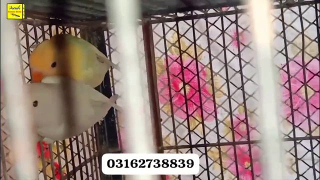 Lalukhet Sunday Birds Market 25/2/24 birds jal rate latest update|lalukhet birds market 2024 смотреть онлайн
