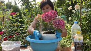 Пересадка крупнолистной гортензии в  кашпо. Макрофила . Просто и быстро