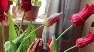 ТЮЛЬПАНЫ на подоконнике. Тюльпаны выращивание.