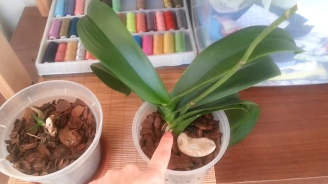 Делим Орхидею на Две. Полтора месяца спустя. Омоложение Орхидеи. смотреть онлайн