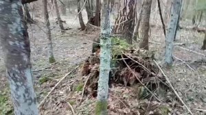 Поиск верхового кислого торфа, ещё один пример места, где можно его найти