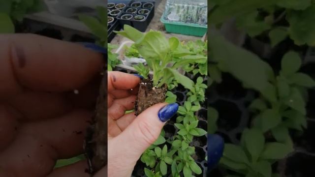 ?Получила новые черенки ? смотреть онлайн