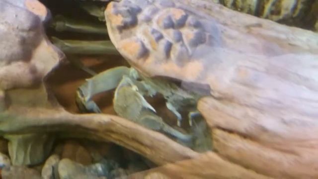 Краб ест морского таракана смотреть онлайн