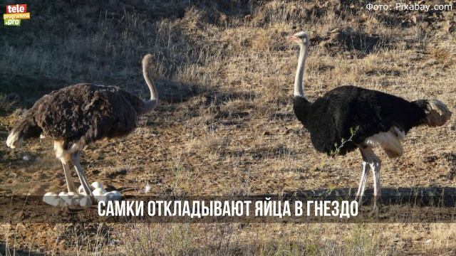 Любовные страсти сраусов (ютуб)