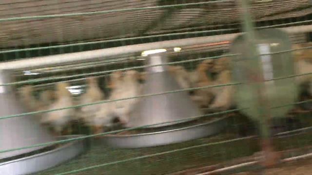 Цыплята 3 х недельные смотреть онлайн