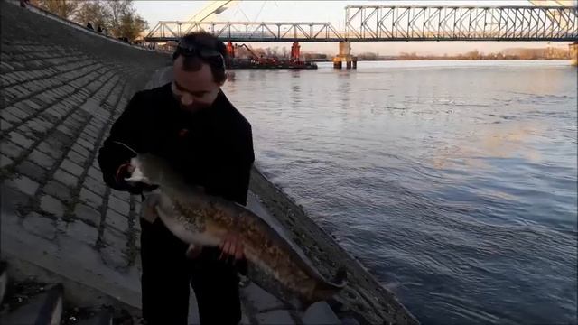 Spring european catfish Silurus glanis смотреть онлайн