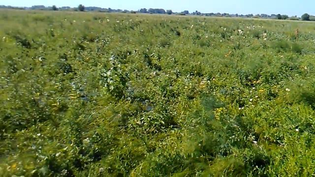 Разлив река Самара 16.07.17-2 смотреть онлайн