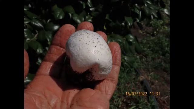 Calvatia fragilis Greece by Theo смотреть онлайн