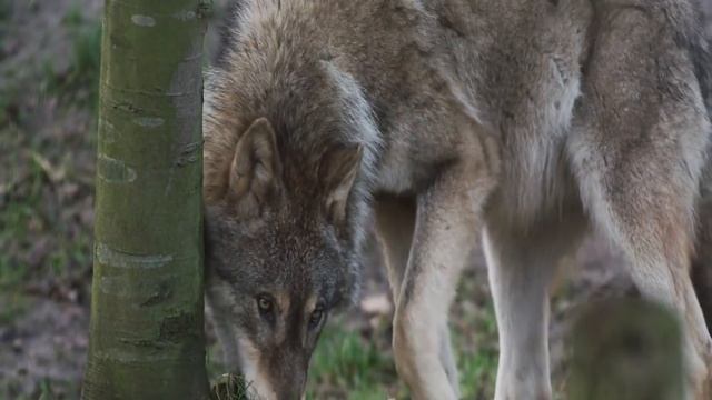 Волка РАСТЕРЗАЛИ, он свернулся клубочком и тихо умирал... смотреть онлайн