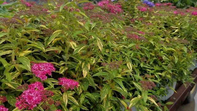 Spiraea Double Play® Painted Lady® смотреть онлайн