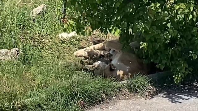 Львица Лола ТОЖЕ РОЖАЕТ! смотреть онлайн