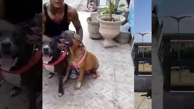 Pedro Carvalho silveira junior #PITBULL.COM #FORTLEZA смотреть онлайн