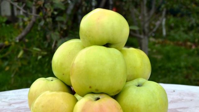 Сорт яблони Куйбышевское