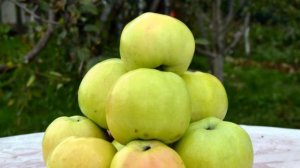 Сорт яблони Куйбышевское