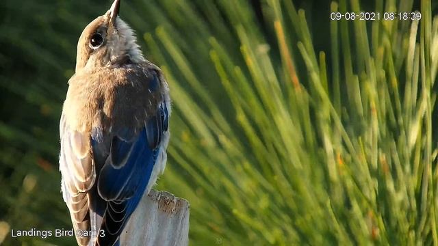 Молодая восточная синяя птица (Голубая сиалия) - Young Eastern Blue Bird (Blue sialia) смотреть онлайн