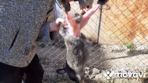 МАСТЕР КЛАСС | Как правильно разделывать кролика