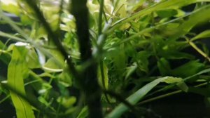 КАК СНИЗИТЬ УРОВЕНЬ НИТРАТОВ В АКВАРИУМЕ