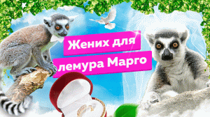 Лемуры захватывают территорию кошек? Знакомство с женихом Марго — королём Джулианом ?