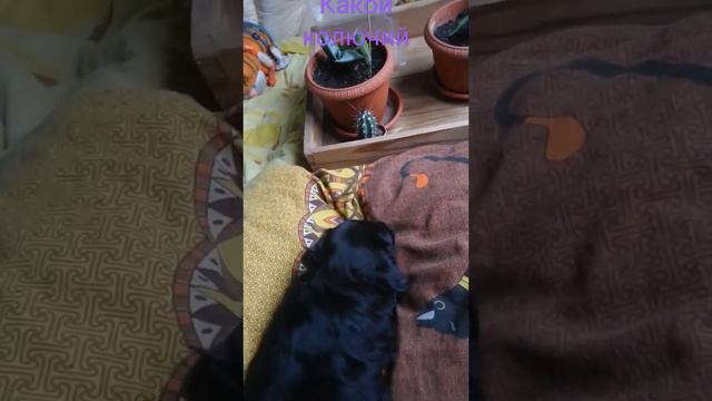 щенок злится на колючий кактус 🌵 🌵 смотреть онлайн