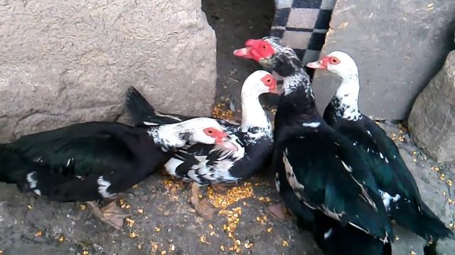 утки домашнее животное смотреть онлайн