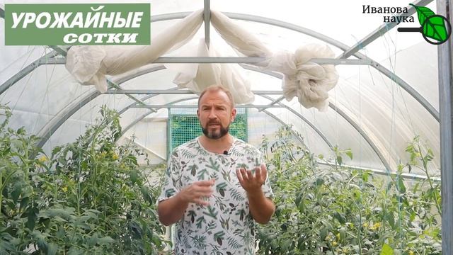 ЧУМА ТОМАТА уже на пороге! ПРОСТОЙ и ПРИРОДНЫЙ способ победить кладоспориоз и другие болезни! смотреть онлайн