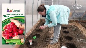 Ранний посев редиса в марте в теплицу. Первая окрошка и витаминные салатики)))