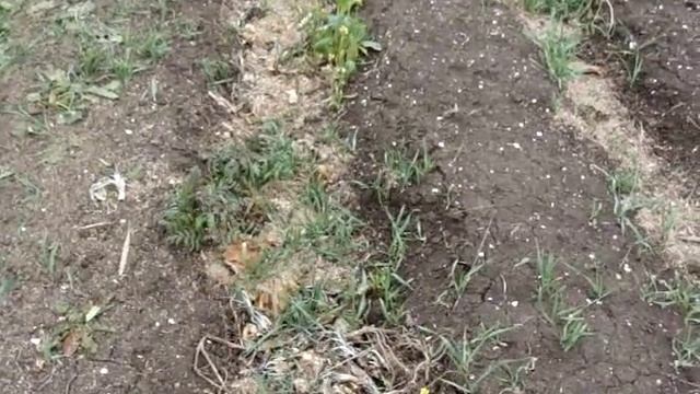 Подготовка огорода к зиме, продолжение смотреть онлайн