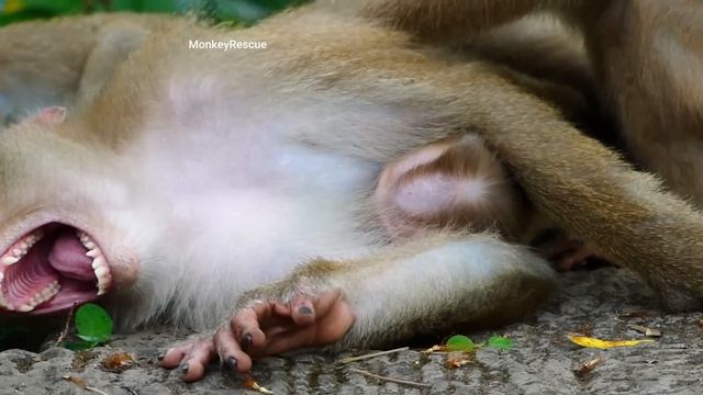 Baby Lucy fall down from the highest tree when escape big monkey, Lucy fall when get away big monke смотреть онлайн
