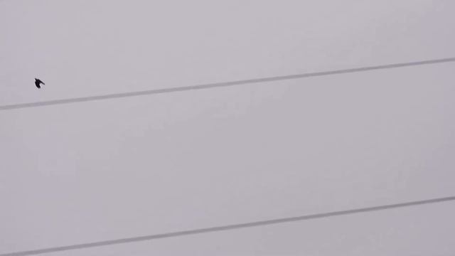 Полет птиц серым утром смотреть онлайн