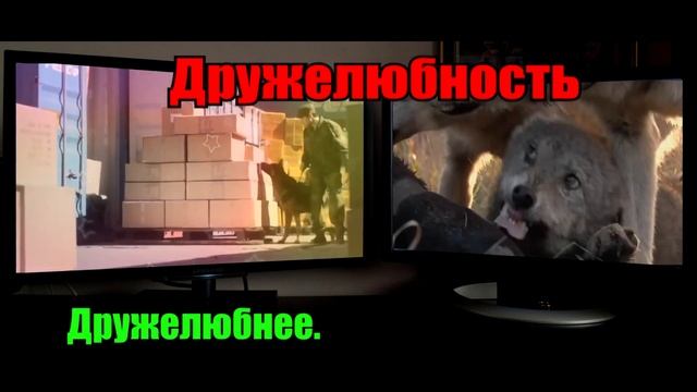 Кто сильней! Немецкая овчарка против волка. 30/70 смотреть онлайн