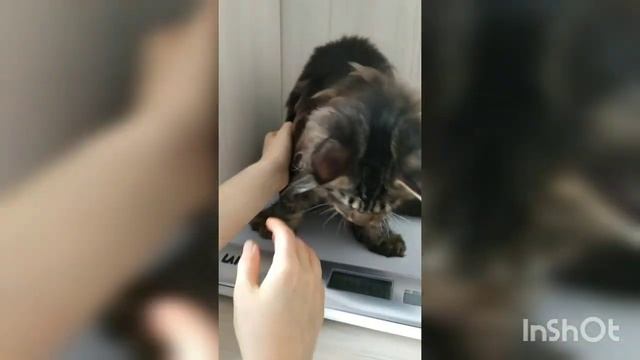 Крупный котенок мейн-кун Юрко Борзян на весах, малышу ровно 4,5 месяца! смотреть онлайн