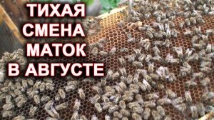 Тихая смена маток в августе.