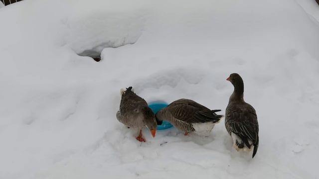 Ледовое побоище Гусей даже Рыжий вернулся на это поглядеть смотреть онлайн