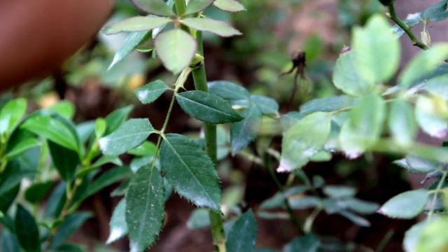 एयर लेयरिंग से तैयार करे इन 8 फूलों के पौधे। Air layering On 8 Permanent Flower Plants . смотреть онлайн