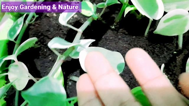 Peperomia Scandens Variegata| Cupid Peperomia Complete Care Guide|Propagation from cutting смотреть онлайн