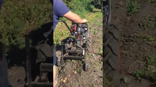 Мотор сич капает картошку ГРОХОТНАЯ КАРТОФЕЛЕКОПАЛКА МОТОР СИЧ КВГ-1В смотреть онлайн
