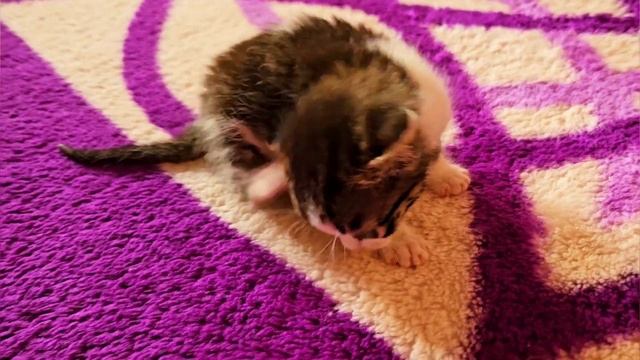 ( Rescued kitten day 13 ) the hungry kitten looking for a bottle feeding смотреть онлайн
