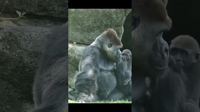 ГОРИЛЛА ИГРАЕТ С МАЛЫШОМ. смотреть онлайн