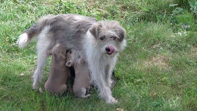 Кормим деревенских собак