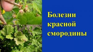 Болезни красной смородины и методы лечения