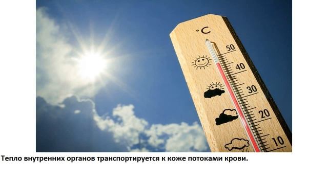 Почему во время жары у человека краснеет лицо? смотреть онлайн