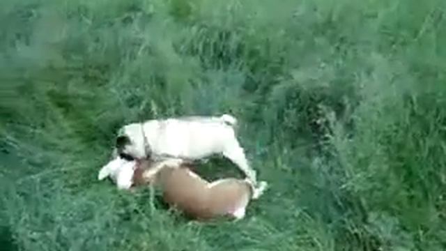 Наш знакомый мопс играет с Лоркой смотреть онлайн