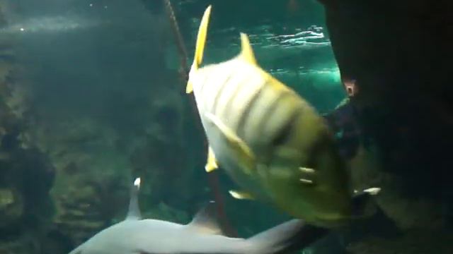 Океанариум в Парке Ривьера Сочи смотреть онлайн