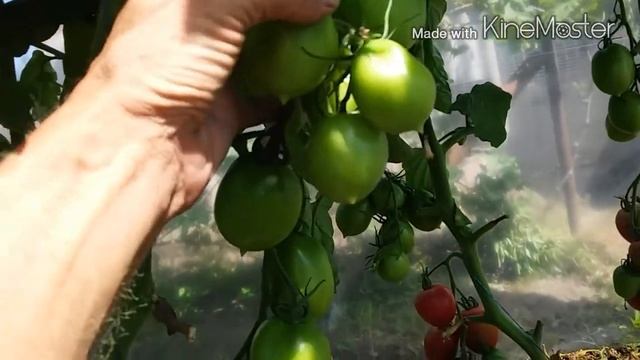 Немного о томате Де барао розовый смотреть онлайн