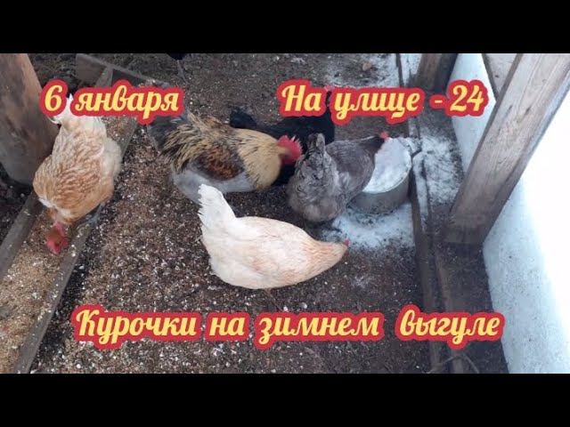 На улице -24, а курочки хорошо несутся... смотреть онлайн