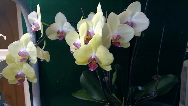 Orchid Phal  Fuller's Sunset